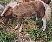 dappled-double-registered-horse