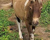 dappled-double-registered