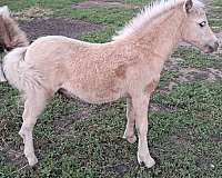 palomino-double-registered-flashy-horse
