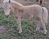 double-registered-flashy-colt