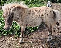 silver-dapple-colt