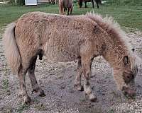 fancy-colt-weanling