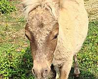 silver-dapple-colt-weanling