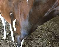 tobiano-wide-blaze-n-stockings-horse