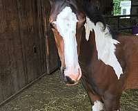 breeding-paint-horse