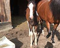 classical-paint-horse