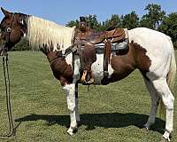 tobiano-horse
