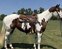 sorrel-tobiano-horse