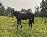 bridges-standardbred-horse