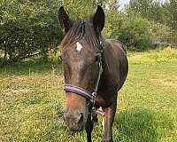 crosses-water-standardbred-horse