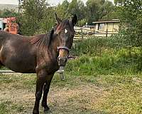 ears-standardbred-horse