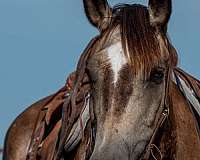 buckskin-draft-gelding