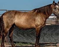 buckskin-gelding-for-sale