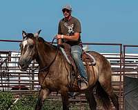 16-hand-draft-gelding