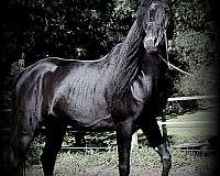 black-arabian-stallion