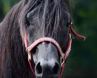 beautiful-black-stallion
