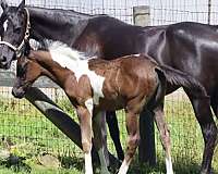 black-aha-horse