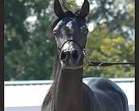 black-arabian-mare
