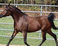 14-hand-arabian-mare