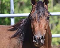 bay-arabian-mare