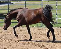 bay-mare-for-sale