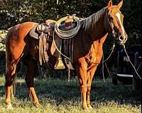 quarter-horse-for-sale