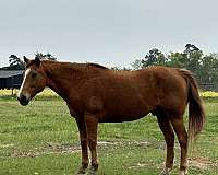 quarter-horse-gelding