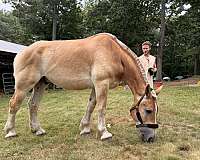 showmanship-belgian-horse
