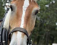 draft-belgian-horse