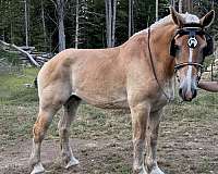bomb-belgian-horse