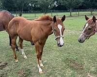 red-roan-roan-aqha-weanling