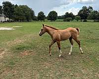 all-around-quarter-horse