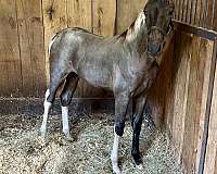 10-hand-tennessee-walking-horse
