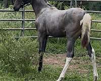 white-twhbea-filly