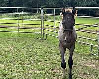gaited-tennessee-walking-horse