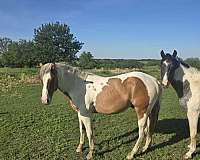 dun-w-blk-points-hz-tobiano-horse