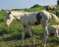 tovero-horse
