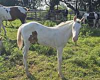 chestnut-tovero-horse