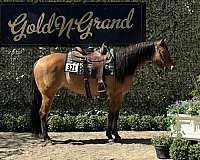 all-around-quarter-horse