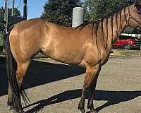 pearl-mare