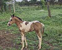 all-around-paint-horse