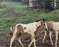 athletic-paint-horse