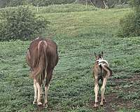 breeders-trust-paint-horse