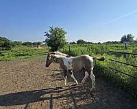 reini-horse