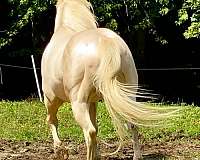 creme-stallion