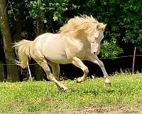 perlino-workin-horse