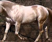 poco-bueno-quarter-horse