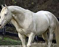 perlino-quarter-horse