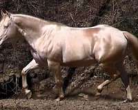 creme-quarter-horse