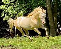 ranch-quarter-horse